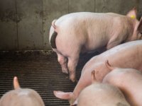 Enzym dat voor ammoniakuitstoot zorgt zit in iedere betonvloer
