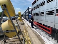 Nieuwe regels voor veetransport en slachten bij hitte in de maak