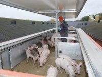 Tienduizenden handtekeningen voor petitie tegen diertransport
