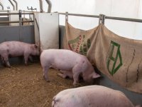 NVWA begint naleefmeting dierenwelzijn in varkenshouderij