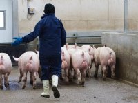 Toezicht NVWA zorgt voor vertraging bij varkens lossen