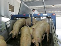 Britse markt varkensvlees in beweging