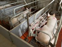 Colombia omarmt genetisch gemodificeerd varken