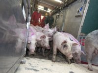 EU-export varkensvlees profiteert van handelsspanningen VS en China