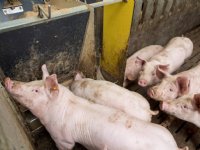Vijfde kwartier Belgische varkens op weg naar China