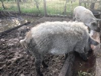 Vereniging Buitenvarkenshouderij opgericht
