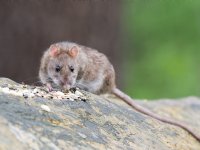 POV adviseert ook in lege stallen plaagdieren te bestrijden