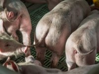 Handelen naar signaal van varkensstaart