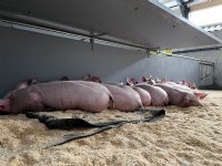 Praktijktest wroetstal en één ster Beter Leven-stal bij biggen
