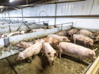 1,5 procent varkens minder aan de vleeshaken