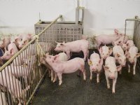 Saldo zeugenbedrijf halveert in vier maanden