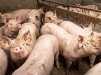 Groei grotere groepen vleesvarkens lager