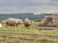 Waitrose stapt vanaf 2027 volledig over op Brits scharrelvarkensvlees