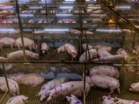 Veestapel in Europa in 2024 verder gekrompen