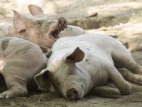 'Biologische sector moet inzet veranderen: van idealisme naar beleving'