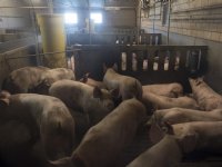 Elf jaar Afrikaanse varkenspest kost Poolse varkenssector 4,7 miljard euro