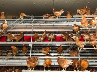 Tien Vlaamse varkensbedrijven schakelen om naar pluimvee