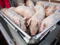 Aantal niet-transportwaardige varkens bij slachterijen neemt af