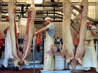 Productie van varkensvlees groeit licht in 2026, maar druk blijft hoog