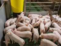 Biggenprijzen gaan fors onderuit