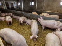 Twee derde van varkenshouders doet al ervaring op met krulstaart