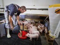 DanBred-zeug speent 36,2 biggen per jaar