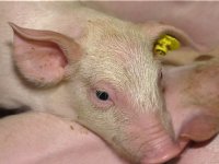 Onderzoek naar nooddoding op varkensbedrijf