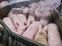 Alternatieve gassen en elektrische verdoving beter voor dierenwelzijn dan CO2