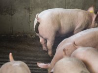 Nieuwe stikstofaanpak levert 'twee sleutels' voor toekomst van landbouw