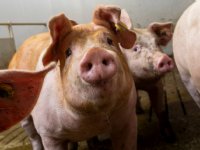 XPC: stimulans voor weerstand, gezondheid en topproductie