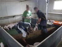 Exoskelet vermindert belasting bij bigvaccinatie niet