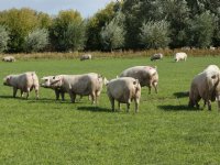 Britse varkensvleessector heeft niet geprofiteerd van Brexit