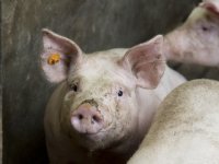 Vleesvarken brengt 20 euro minder op, big 10 euro