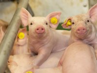Nederlandse zeugenstapel krimpt het sterkst