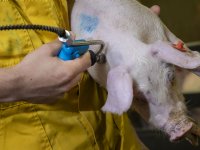 Tekort aan veeartsen in België neemt toe