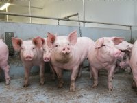 Agrifirm treedt toe als samenwerkingspartner van Verde Varken