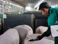 Spaanse zeugenstal kost 5.000 euro per plaats