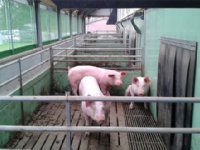 Uitloop biologische varkens niet vergoed bij opkoopregeling