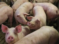 Luchtwegproblemen bij vleesvarkens: impact op karkas- en vleeskwaliteit