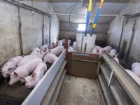 'Werkgeluk door tevreden vleesvarkens, resultaat en rendement'