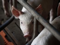 Drone-aanval treft Oekraïens bedrijf met 13.000 varkens