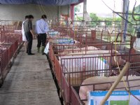 Varkensland Vietnam wil naar grootschalig en precisielandbouw