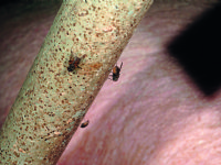 Vliegen belangrijke verspreider van MRSA in varkensstallen