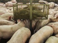 Deense varkensstapel bereikt hoogste niveau sinds 2022