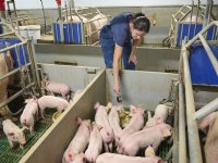 Secuur bijvoeren met Suzan Baijens: 'Vroege start, kleine beetjes en steeds vers'