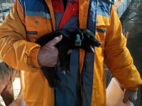 Een op vijf Chinezen snakt naar beter smakend varkensvlees