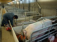 Structuur in kraamstal levert varkenshouder extra tijd op