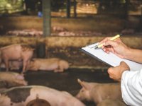 Boeren op Cyprus willen vaccineren in plaats van massale ruimingen bij MKZ