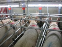Bij tweede berigheid op juiste moment insemineren loont