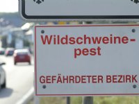 Saksen van vrij weer naar besmet met Afrikaanse varkenspest